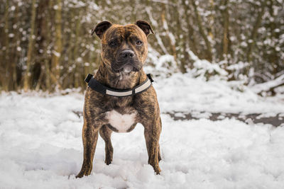 Dog on snow field during winter