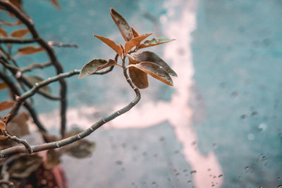 Close-up of wilted plant