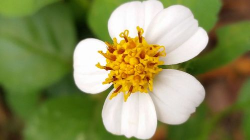 Close-up of white flower