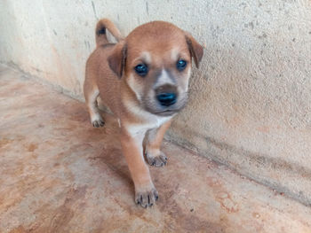 High angle portrait of puppy sitting outdoors