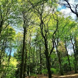 Trees in forest