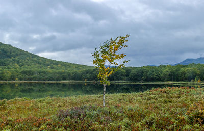 Plants growing on land against sky