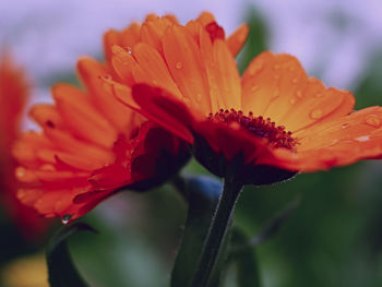 Close-up of wet orange day lily blooming outdoors