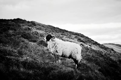 Horse standing in a field