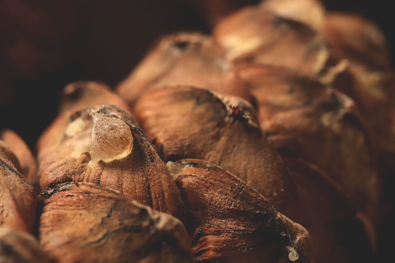 FULL FRAME SHOT OF DRIED FOOD