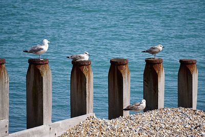 Seagulls perching on wooden post by sea