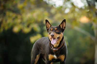 Close-up portrait of dog sticking out tongue outdoors