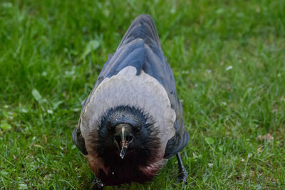 Close-up of a bird on field