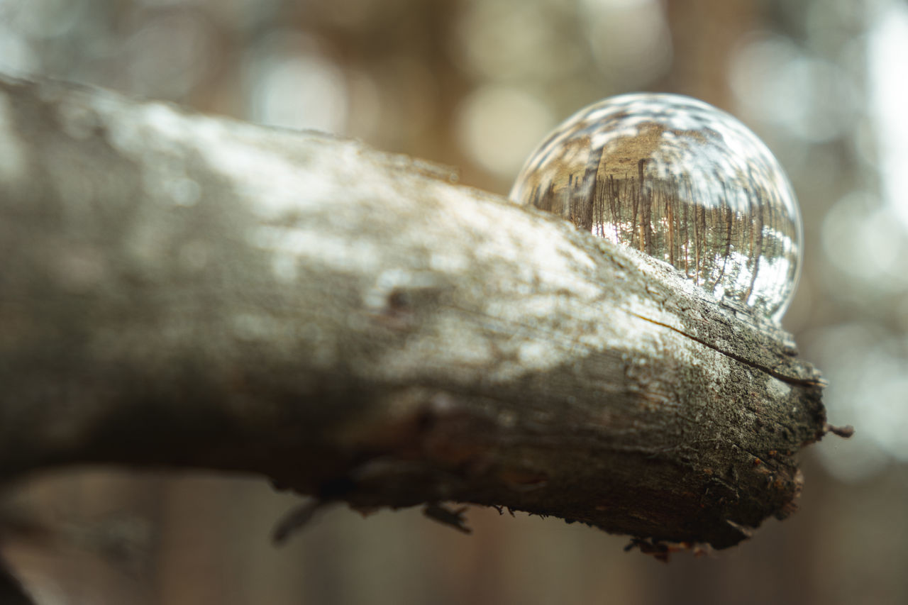 CLOSE-UP OF LEAF ON TREE