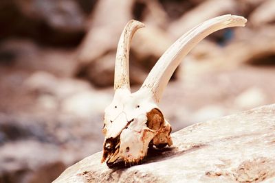 Close-up of animal skull