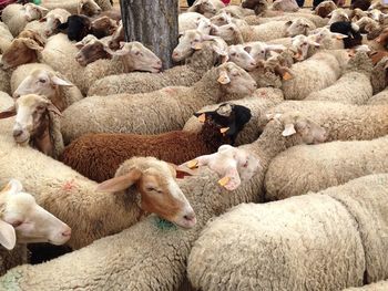 High angle view of sheep flock at farm