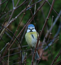 Close-up of bird perching on leaf