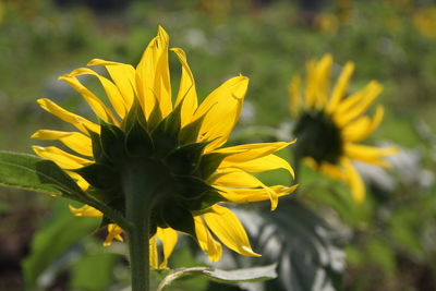 Close-up of yellow flower blooming outdoors