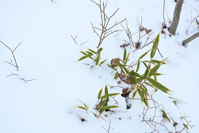 Plants on snow covered field against sky