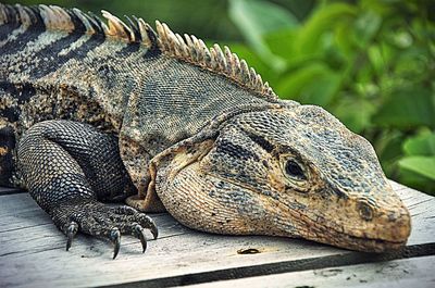 Close-up of lizard