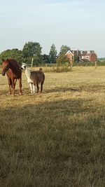 Horses on a field