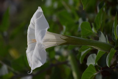 Close-up of white rose plant