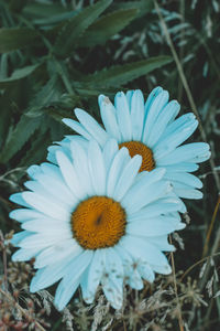 Close-up of white flower on field