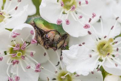 Close-up of insect on white flowers