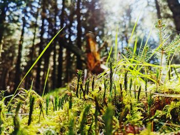 Close-up of plants growing on field