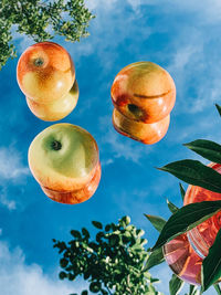 Close-up of apples on tree against sky