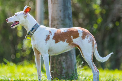 Close-up of dog