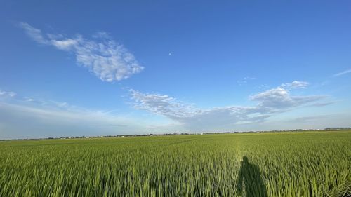 Scenic view of agricultural field against blue sky