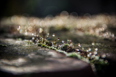 Close-up of water drops on plant