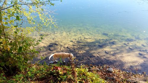 High angle view of a duck in the lake