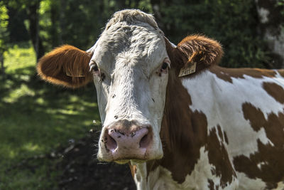 Close-up of cow