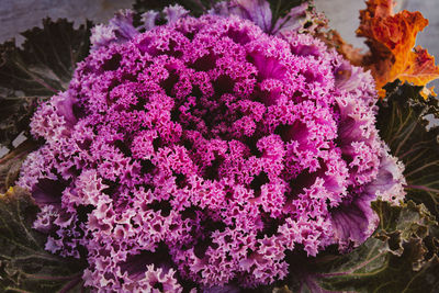 Close-up of pink flowering plants