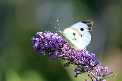 Close-up of butterfly on purple flower