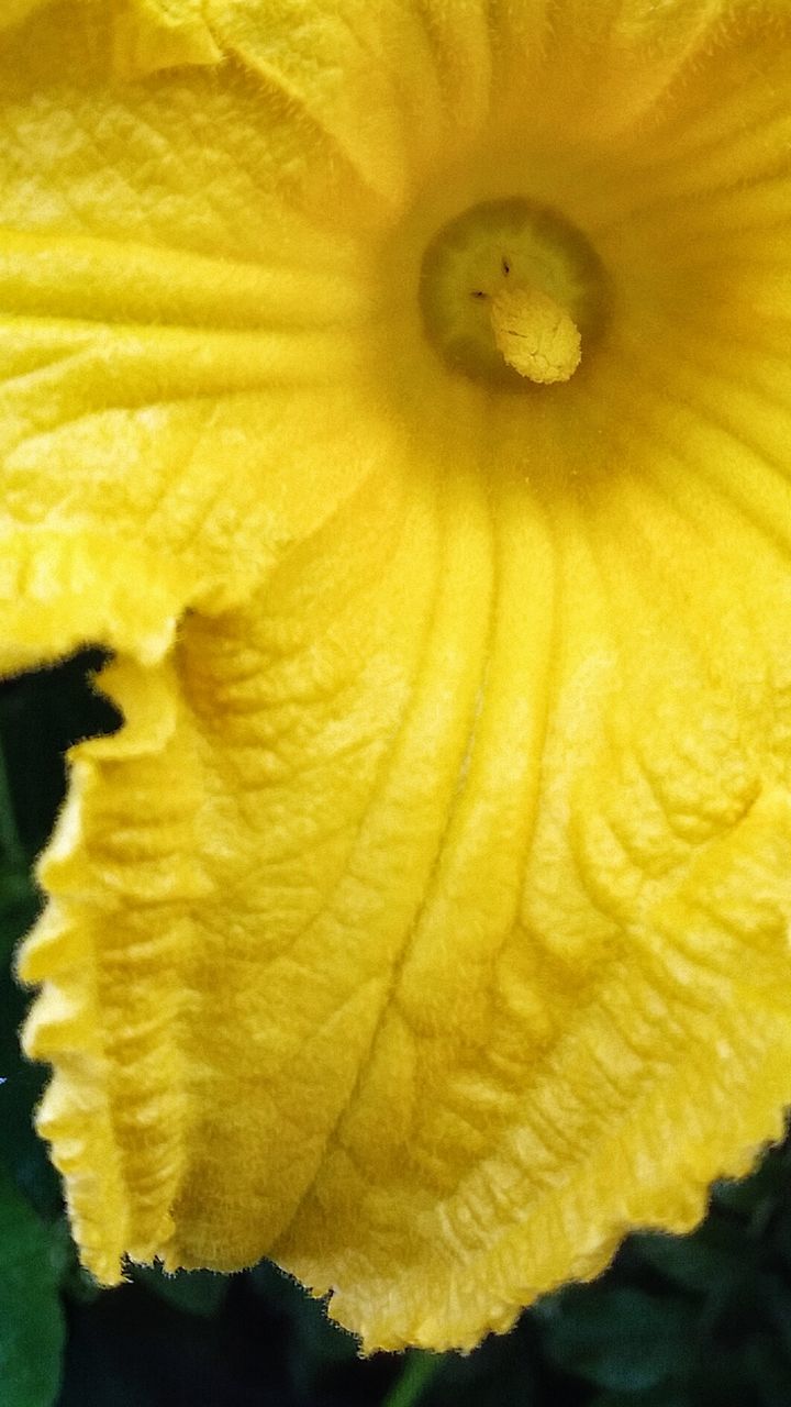 flower, yellow, flower head, petal, freshness, fragility, single flower, close-up, full frame, beauty in nature, backgrounds, extreme close-up, macro, nature, growth, natural pattern, stamen, pollen, detail, in bloom