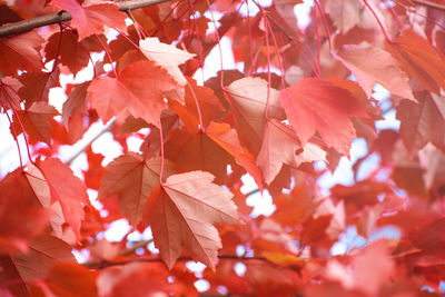 Low angle view of maple leaves on tree