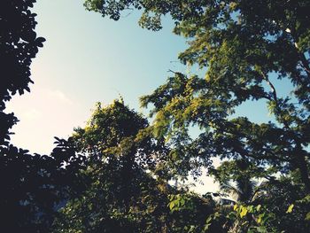 Low angle view of trees against sky