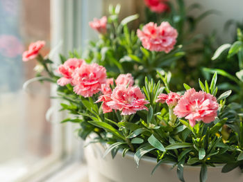 Blooming carnation flower. growing flowering plants at home. gardening on window sill as hobby.