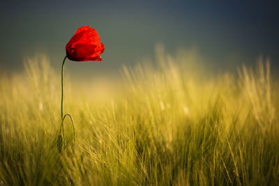 Close-up of red poppy flower on field