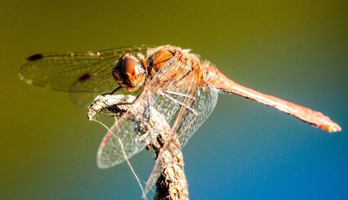 Close-up of dragonfly on twig