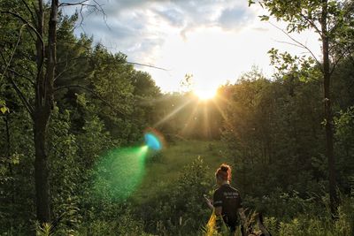 Rear view of woman with mobile phone walking amidst trees at forest on sunny day