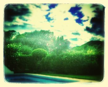 Trees against blue sky