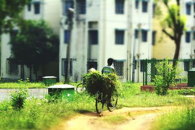 Trees and plants in city