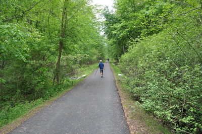 Rear view of boy walking on road amidst trees