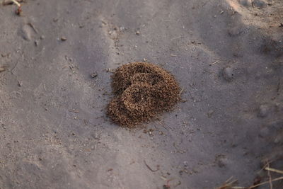 High angle view of crab on sand