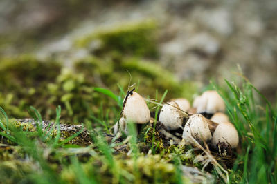 Close-up of mushroom growing on field