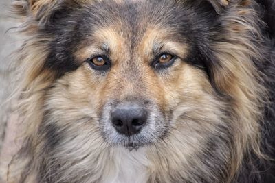 Close-up portrait of a dog