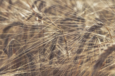 Close-up of wheat field