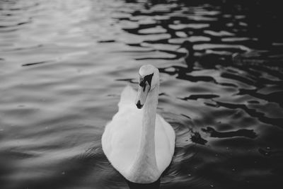 Close-up of swan swimming in lake