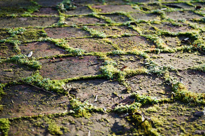 High angle view of grass on footpath