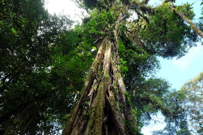 Low angle view of trees against sky