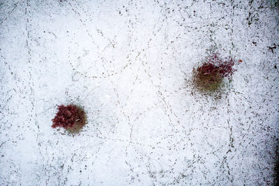 Full frame shot of frozen plant